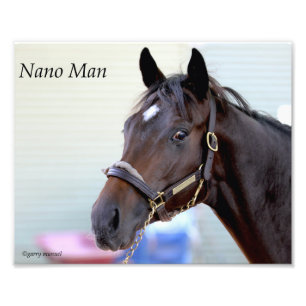Thoroughbred horse - Nano Man Photo Print