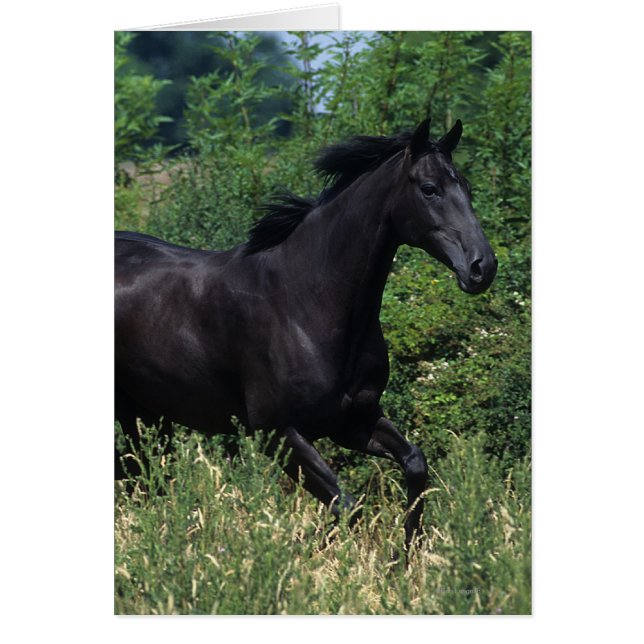 Thoroughbred Horse Running in Grass (Front)