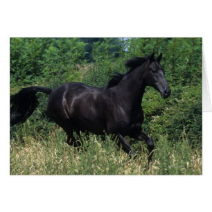 Thoroughbred Horse Running in Grass