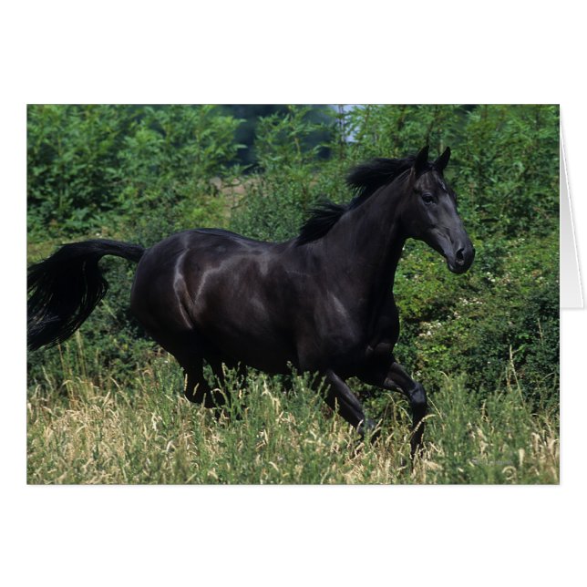 Thoroughbred Horse Running in Grass (Front Horizontal)