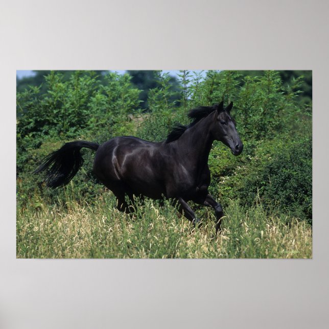 Thoroughbred Horse Running in Grass Poster (Front)