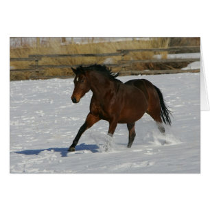 Thoroughbred Horse Running in the Snow