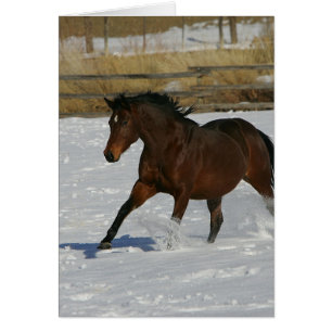 Thoroughbred Horse Running in the Snow