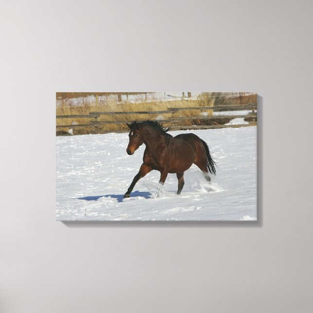 Thoroughbred Horse Running in the Snow Canvas Print (Front)