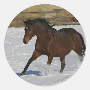 Thoroughbred Horse Running in the Snow Classic Round Sticker