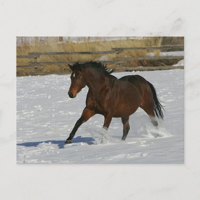 Thoroughbred Horse Running in the Snow Postcard (Front)
