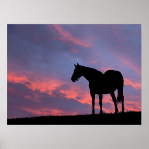 Thoroughbred Horse Silhouetted at Sunrise Poster