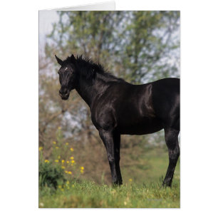 Thoroughbred Horse Standing