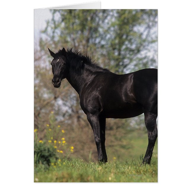 Thoroughbred Horse Standing (Front)