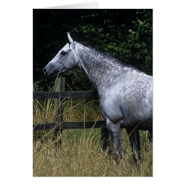 Thoroughbred Horse Standing by Fence (Front)