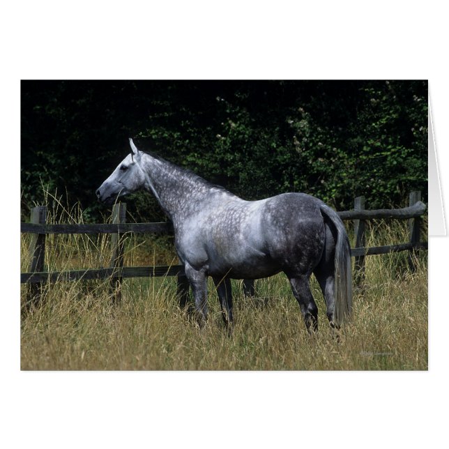 Thoroughbred Horse Standing by Fence (Front Horizontal)