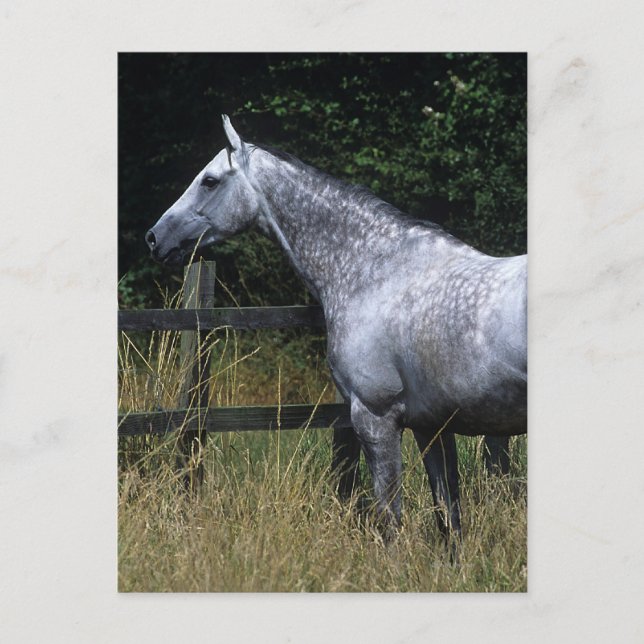 Thoroughbred Horse Standing by Fence Postcard (Front)