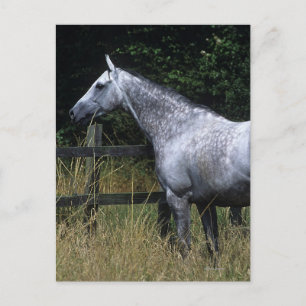 Thoroughbred Horse Standing by Fence Postcard