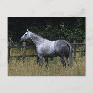 Thoroughbred Horse Standing by Fence Postcard