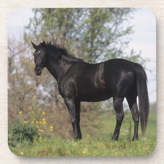 Thoroughbred Horse Standing Coaster (Front)