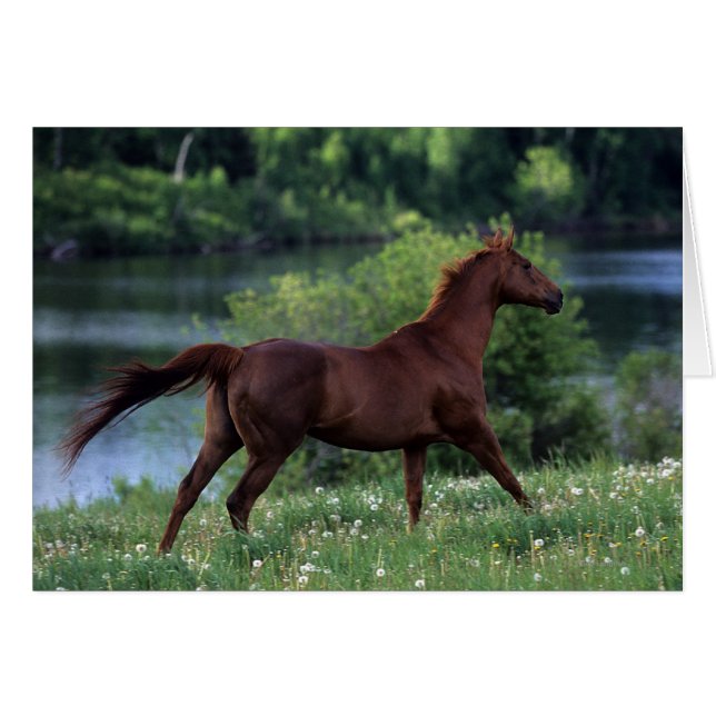 Thoroughbred Horse Standing in Flowers (Front Horizontal)