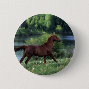 Thoroughbred Horse Standing in Flowers 6 Cm Round Badge