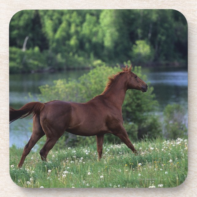 Thoroughbred Horse Standing in Flowers Coaster (Front)
