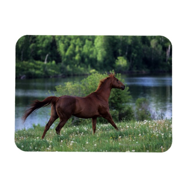 Thoroughbred Horse Standing in Flowers Magnet (Horizontal)