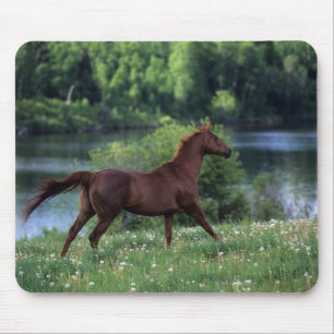 Thoroughbred Horse Standing in Flowers Mouse Mat