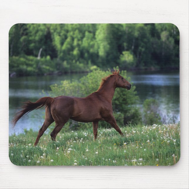 Thoroughbred Horse Standing in Flowers Mouse Mat (Front)
