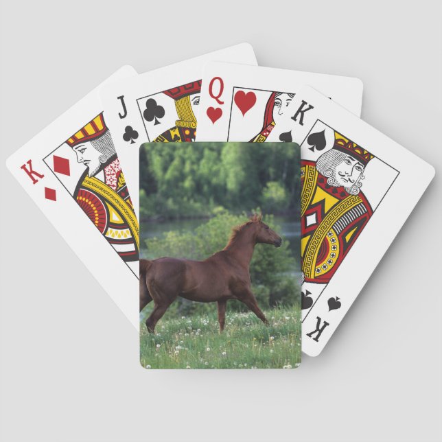 Thoroughbred Horse Standing in Flowers Playing Cards (Back)
