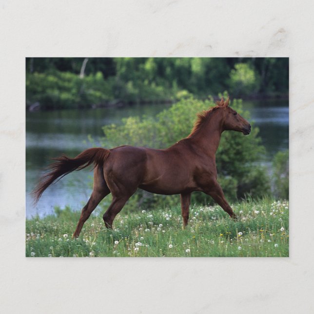 Thoroughbred Horse Standing in Flowers Postcard (Front)