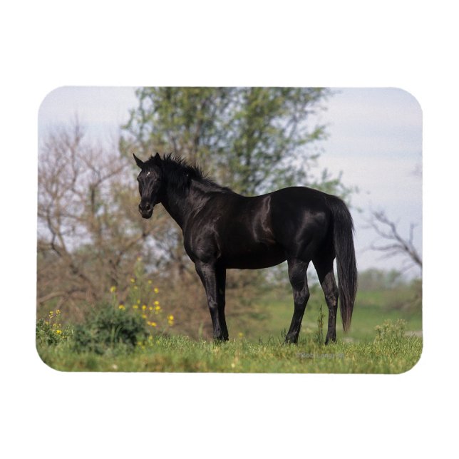 Thoroughbred Horse Standing Magnet (Horizontal)