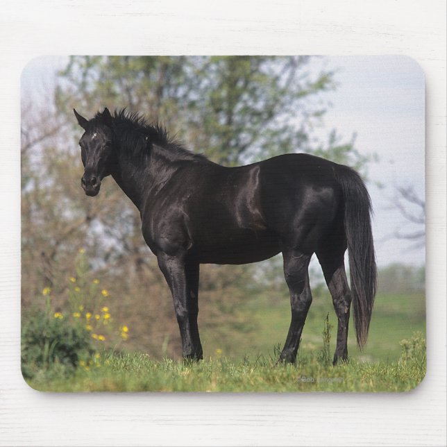 Thoroughbred Horse Standing Mouse Mat (Front)