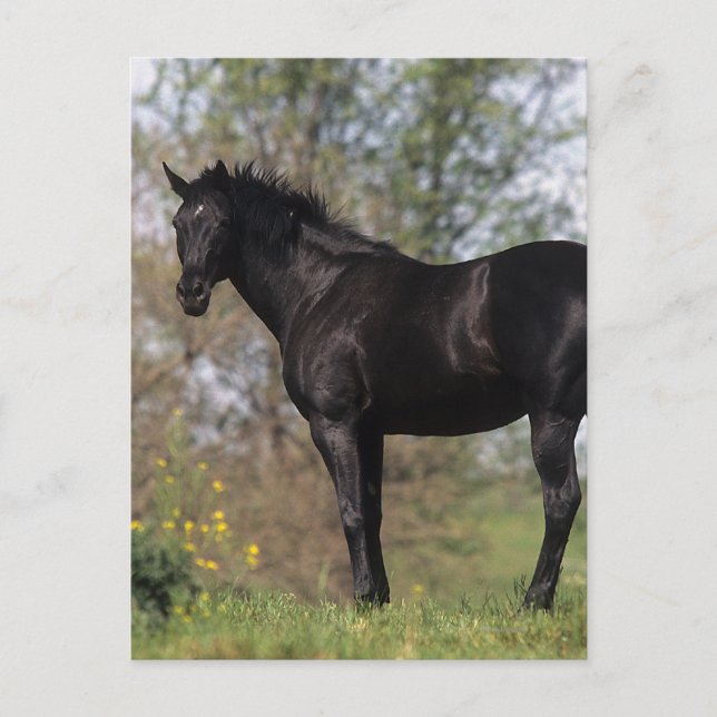 Thoroughbred Horse Standing Postcard (Front)