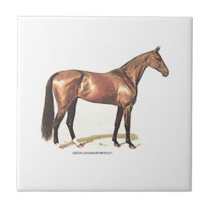 Thoroughbred Horse Tile