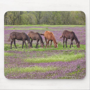 Thoroughbred horses in field of henbit flowers mouse mat