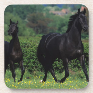 Thoroughbred Horses in Flower Field Coaster