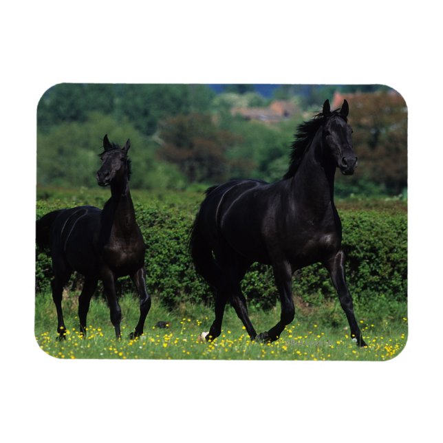 Thoroughbred Horses in Flower Field Magnet (Horizontal)