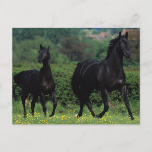 Thoroughbred Horses in Flower Field Postcard