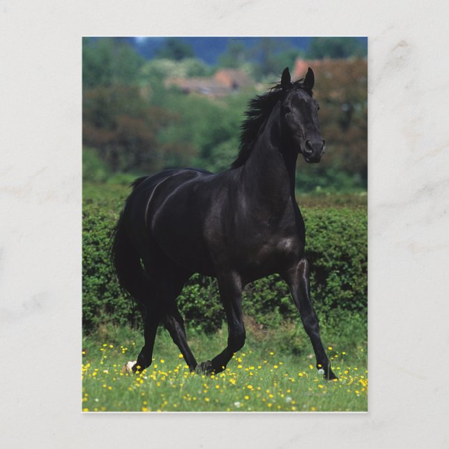 Thoroughbred Horses in Flower Field Postcard (Front)