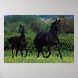 Thoroughbred Horses in Flower Field Poster