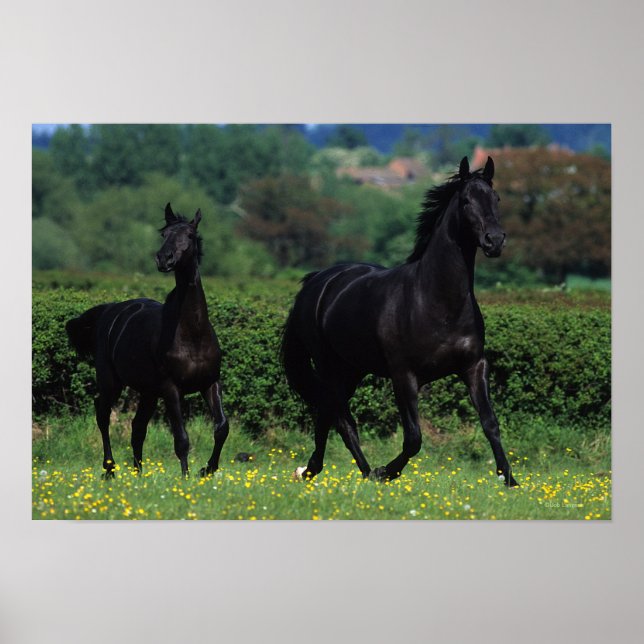 Thoroughbred Horses in Flower Field Poster (Front)