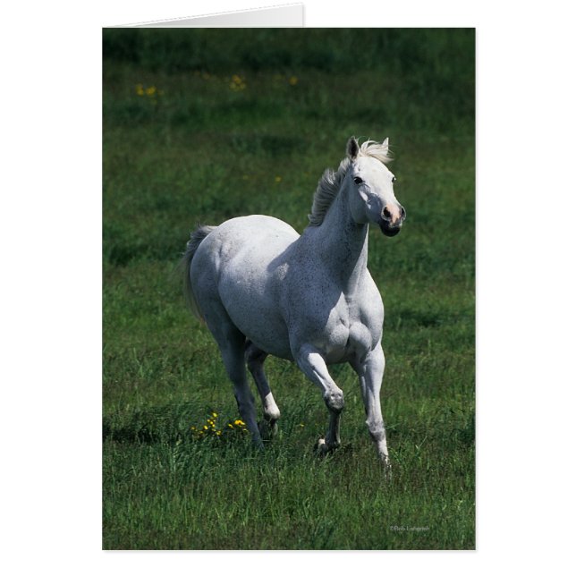 Thoroughbred Mare (Front)