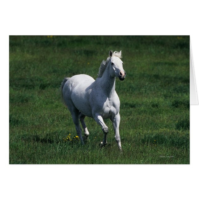Thoroughbred Mare (Front Horizontal)