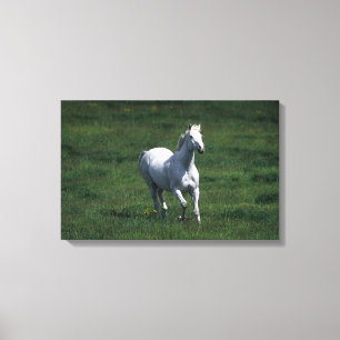 Thoroughbred Mare Canvas Print