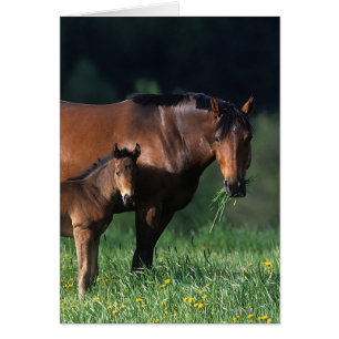 Thoroughbred Mare & Foal 1