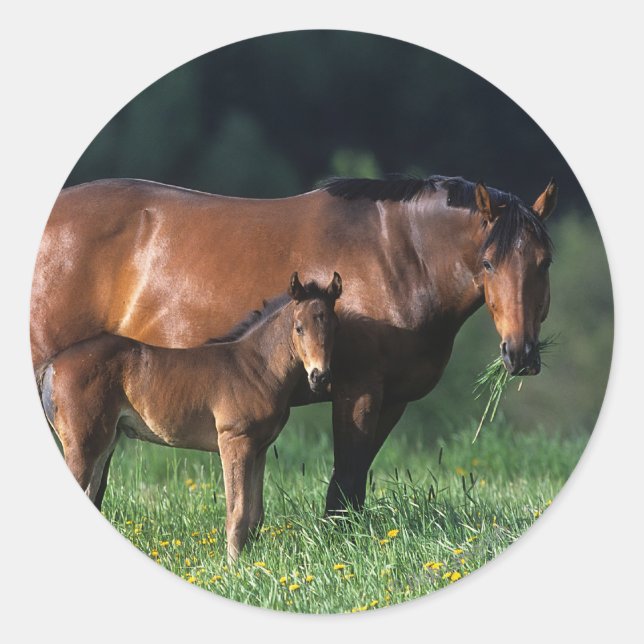 Thoroughbred Mare & Foal 1 Classic Round Sticker (Front)