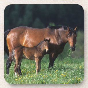Thoroughbred Mare & Foal 1 Coaster