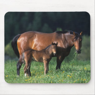 Thoroughbred Mare & Foal 1 Mouse Mat