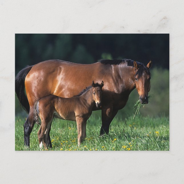 Thoroughbred Mare & Foal 1 Postcard (Front)