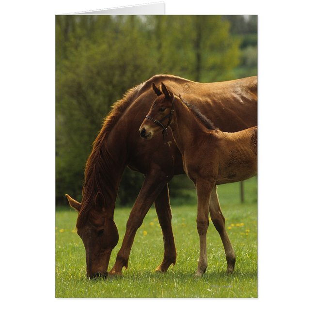 Thoroughbred Mare & Foal 2 (Front)