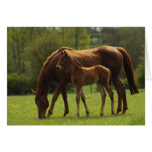 Thoroughbred Mare & Foal 2