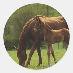 Thoroughbred Mare & Foal 2 Classic Round Sticker