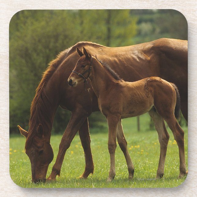 Thoroughbred Mare & Foal 2 Coaster (Front)
